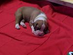 Click image for larger version

Name:	Duke 1.5.JPG
Views:	292
Size:	451.4 KB
ID:	950584