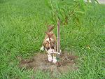 Click image for larger version

Name:	Duke 6.jpg
Views:	268
Size:	314.8 KB
ID:	950585