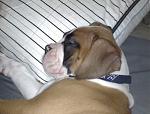 Click image for larger version

Name:	Duke nap.jpg
Views:	273
Size:	177.3 KB
ID:	950586