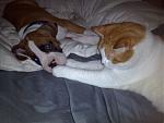 Click image for larger version

Name:	Duke n Cat.jpg
Views:	258
Size:	389.9 KB
ID:	950587