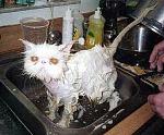 Click image for larger version

Name:	wet-cat-3_jpg_w300h248.jpg
Views:	331
Size:	18.4 KB
ID:	950599