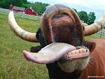 Click image for larger version

Name:	cow_800.jpg
Views:	284
Size:	419.7 KB
ID:	950610