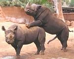 Click image for larger version

Name:	rhinos-mating.jpg
Views:	211
Size:	27.6 KB
ID:	950611