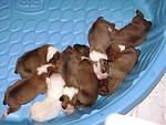 Click image for larger version

Name:	Puppies_5days_2.jpg
Views:	304
Size:	86.5 KB
ID:	950643