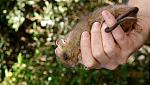 Click image for larger version

Name:	greaterdwarfcloudrat_2.jpg
Views:	188
Size:	62.7 KB
ID:	950871