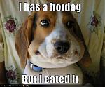 Click image for larger version

Name:	wtf-funny-dog-pictures-i-has-a-hotdog-but-i-eated-it.jpg
Views:	270
Size:	55.8 KB
ID:	950888