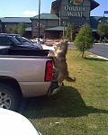Click image for larger version

Name:	coyote.jpg
Views:	196
Size:	187.1 KB
ID:	950889