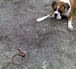 Click image for larger version

Name:	duke n snake.jpg
Views:	229
Size:	679.8 KB
ID:	950901