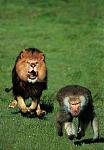 Click image for larger version

Name:	Lion and Baboon Knuttz.jpg
Views:	219
Size:	58.0 KB
ID:	950997
