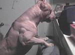 Click image for larger version

Name:	pitbull.jpg
Views:	242
Size:	155.3 KB
ID:	951032
