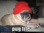 Click image for larger version

Name:	funny-dog-pictures-pug-life1.jpg
Views:	265
Size:	65.7 KB
ID:	951088