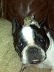 Click image for larger version

Name:	dog unknown.jpg
Views:	199
Size:	57.3 KB
ID:	952364