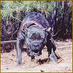 Click image for larger version

Name:	presa-canario.jpg
Views:	239
Size:	60.3 KB
ID:	952378