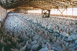 Click image for larger version

Name:	chicken03.jpg
Views:	236
Size:	107.5 KB
ID:	952450