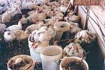 Click image for larger version

Name:	chicken07.jpg
Views:	232
Size:	87.2 KB
ID:	952451