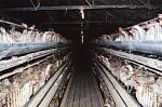 Click image for larger version

Name:	chicken11.jpg
Views:	238
Size:	78.7 KB
ID:	952452