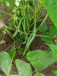 Green beans